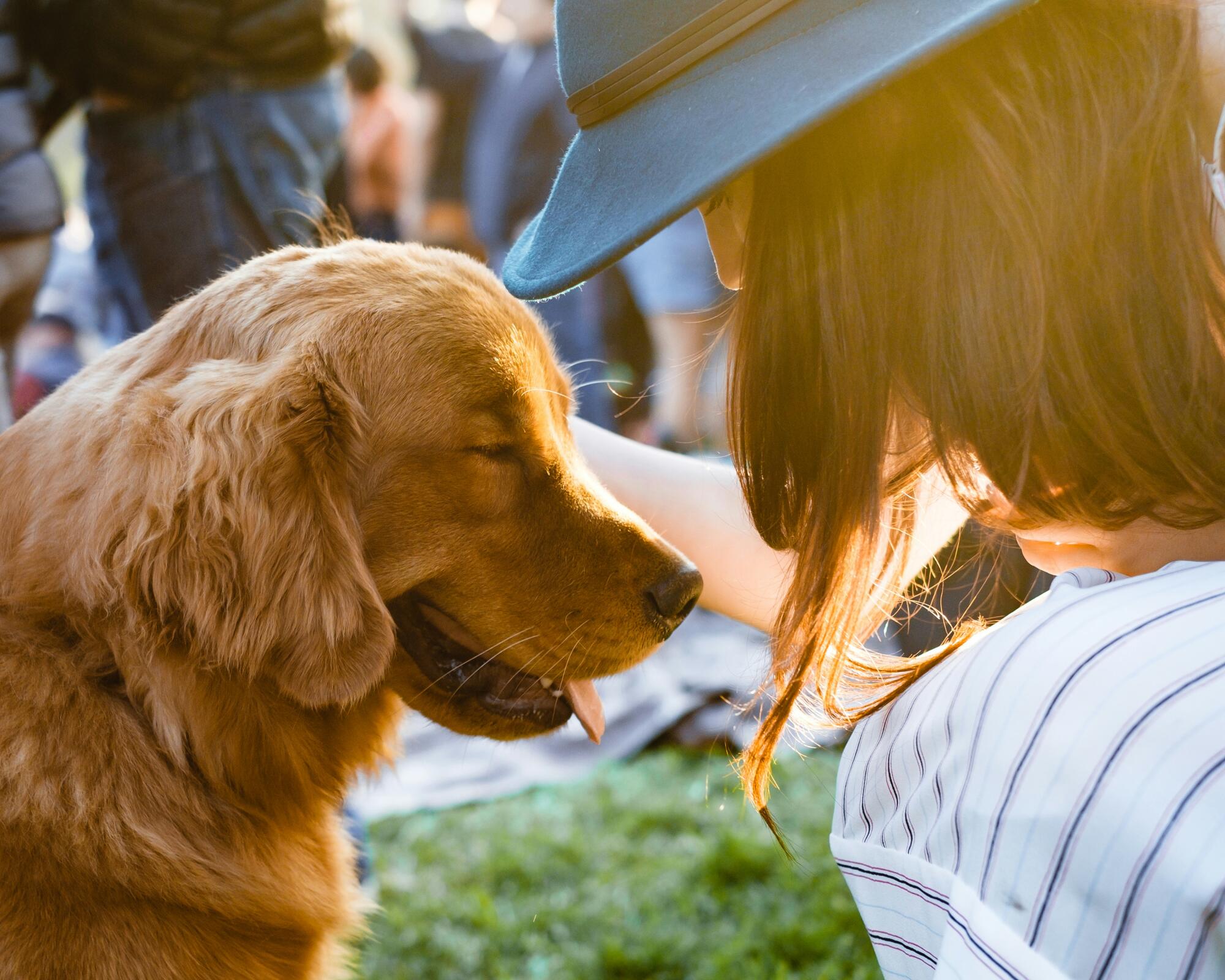 Understanding Tenant Rights and Support Animals in Denver, Colorado